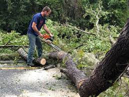 How Our Tree Care Process Works  in  Woodlawn, OH