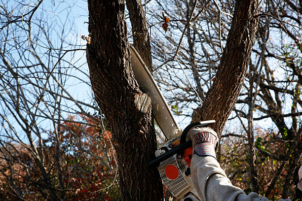 Best Tree Trimming and Pruning  in Woodlawn, OH