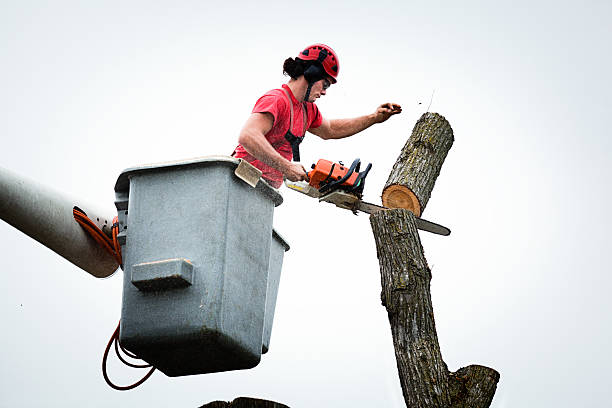 Best Palm Tree Trimming  in Woodlawn, OH