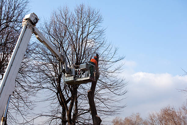 Best Tree and Shrub Care  in Woodlawn, OH